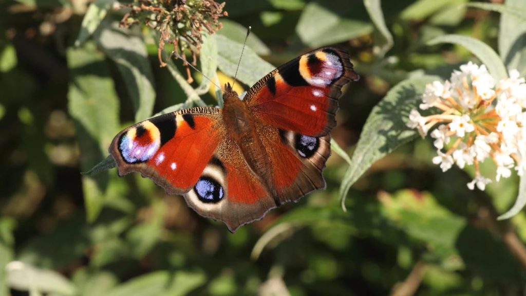 Le déclin des papillons serait lié à la couleur de leurs ailes