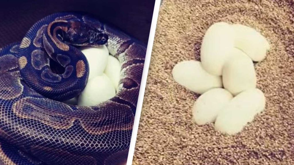 États-Unis : Seul depuis 20 ans, Un python pond malgré tout