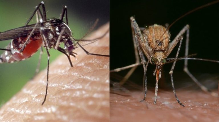 Paludisme : un moustique asiatique menace les villes africaines