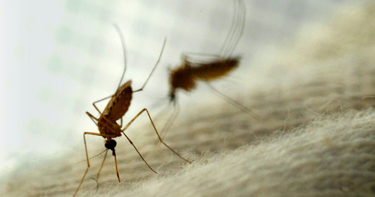 ERADICATION DE MALADIES TROPICALES : des moustiques transgéniques à l’essai
