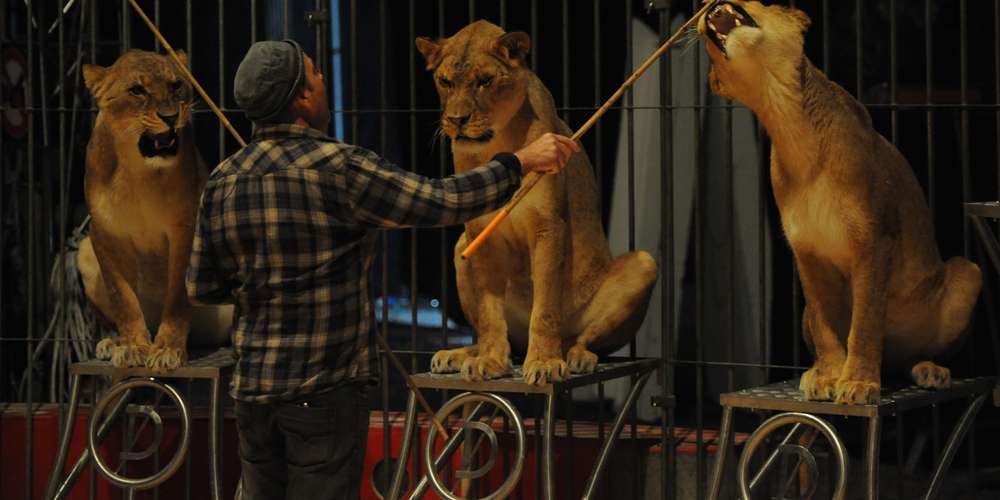 Condition animale : La France annonce la fin « progressive » des animaux sauvages dans les cirques itinérants