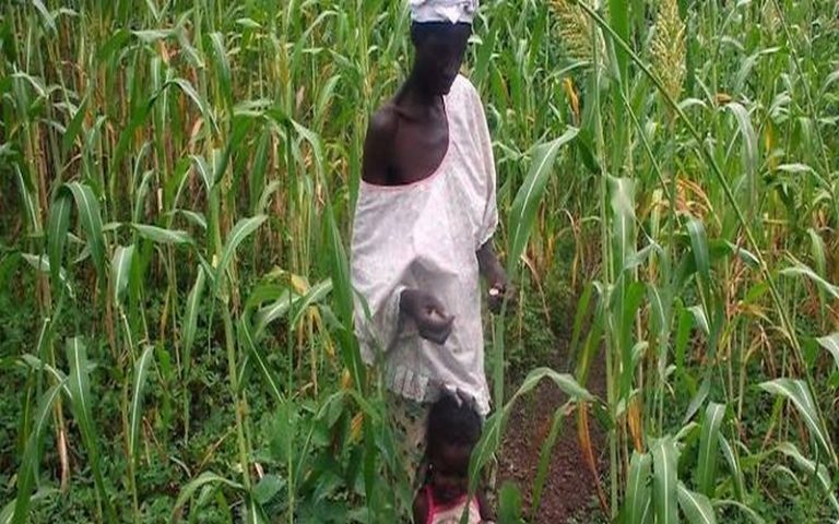 Afrique : les effets néfastes du changement climatique pourraient épargner le sorgho et le mil