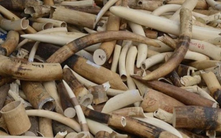Cent dix-huit défenses d’éléphant saisies au Cameroun