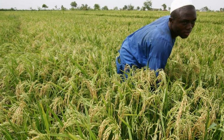 Le ministre Béninois de l’Agriculture annonce la hausse de la production rizicole en 2021    