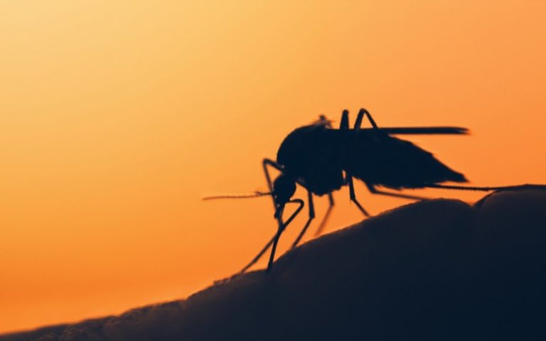 Le changement climatique à l’origine de l’accélération de la propagation du paludisme en Afrique