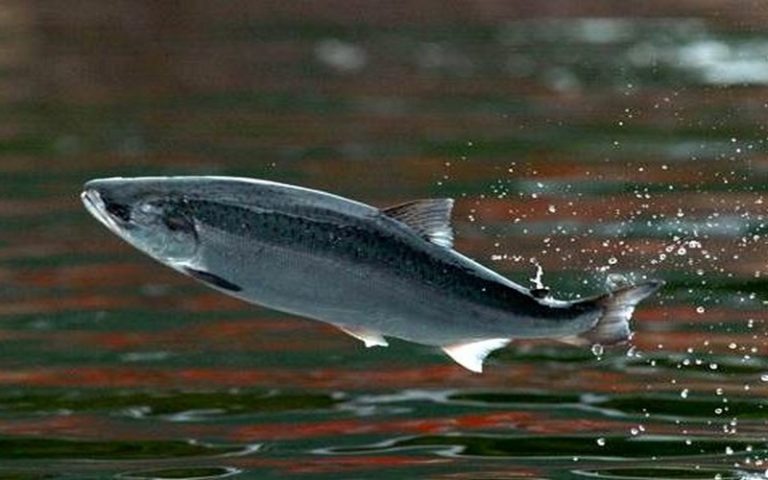 La Journée mondiale de la migration des poissons célébrée le 24 octobre 2020