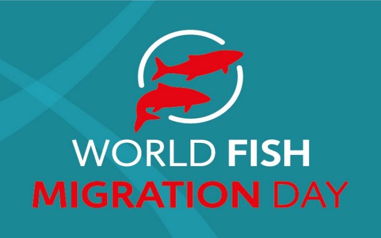 La Journée mondiale de la migration des poissons organisée samedi 24 octobre 2020