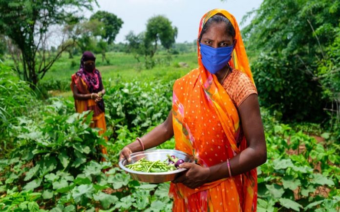 La Journée mondiale de l’agriculture célébrée ce vendredi 16 août 2020