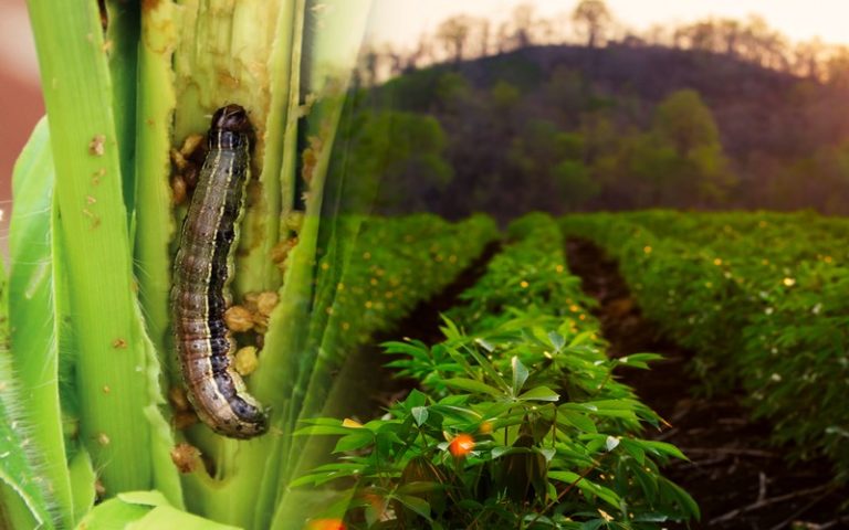 La gestion des risques biologiques en Afrique de l’Ouest et du Centre au menu du webinaire organisé par CORAF