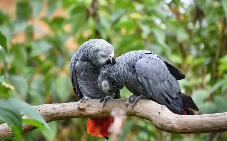 Le perroquet gris du Gabon, une espèce en danger, qualifié de beau parleur
