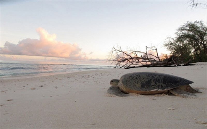 Les sites de ponte des tortues marines de Sangomar (Sénégal) débarrassés des déchets plastiques