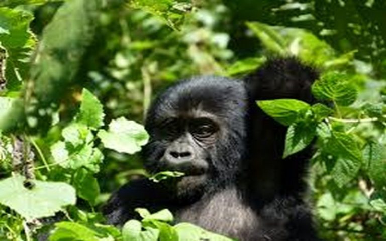 La protection des grands singes et de leurs habitats