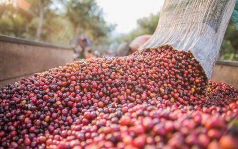 L’ICO estime l’excédent de production de café à 1,54 million de sacs pour la campagne 2019/2020