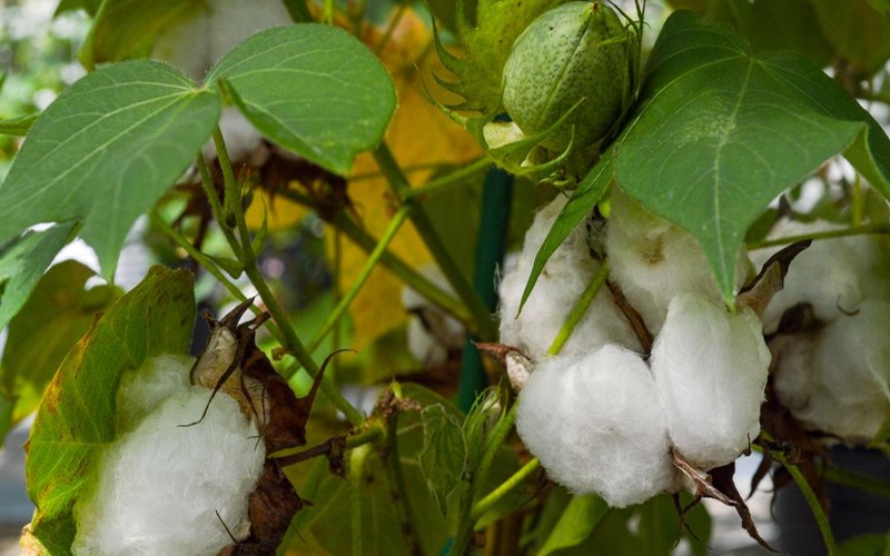 Production de coton : le Covid-19 rend catastrophique la campagne en cours