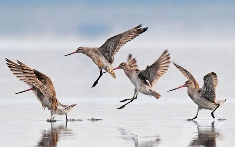 Sénégal : les acteurs de la protection de l’environnement invités à protéger les oiseaux migrateurs