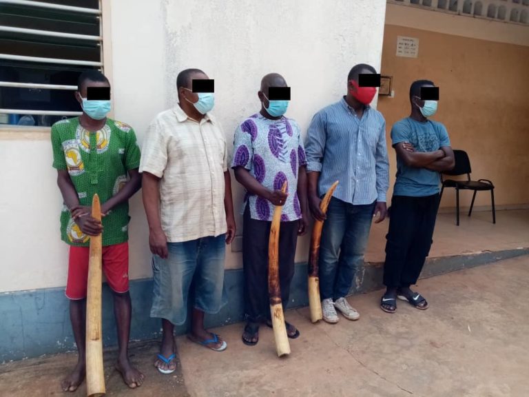 Trafic d’espèces protégées : 5 trafiquants d’ivoire déférés à la prison de Lomé