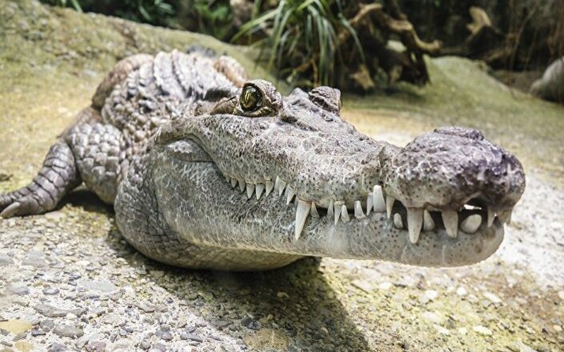 Un crocodile pêché dans une rivière sibérienne