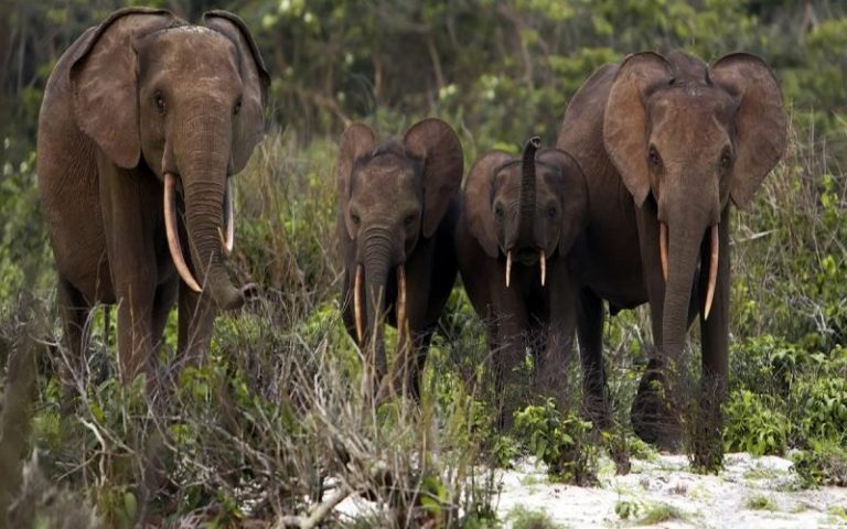 Une étude révèle que le changement climatique affame les éléphants du parc de la Lopé au Gabon