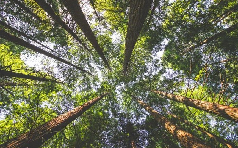 Une « tour climatique » érigée dans la forêt tropicale en RDC