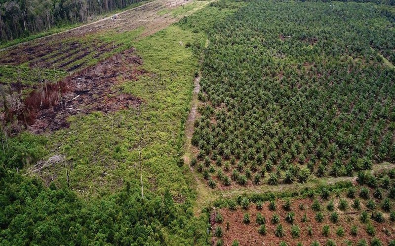 Vers la fin des biocarburants responsables de la déforestation ?