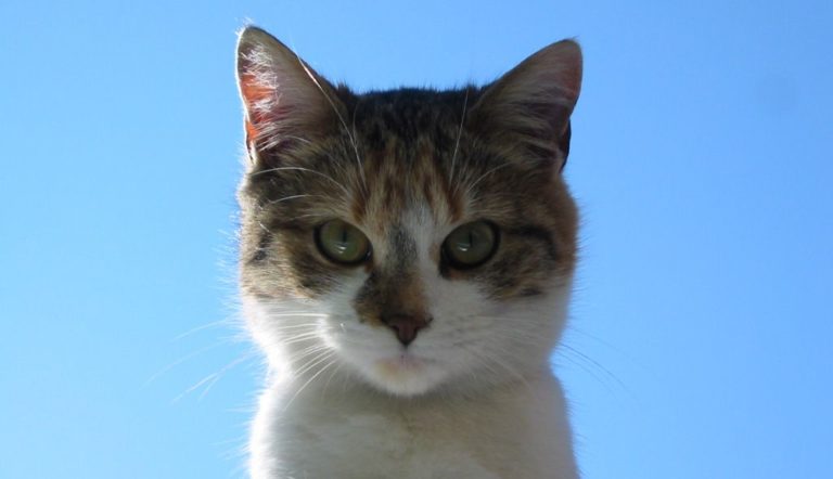 Le chat domestique, une calamité envahissante pour la biodiversité ?