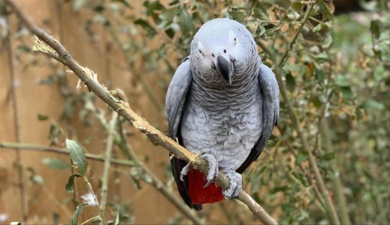ANGLETERRE: Le zoo cache ses perroquets d&rsquo;Afrique, qui insultaient les visiteurs