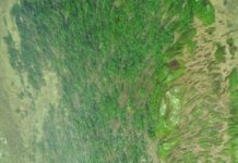 Une étude pour cartographier la végétation aquatique des rivières