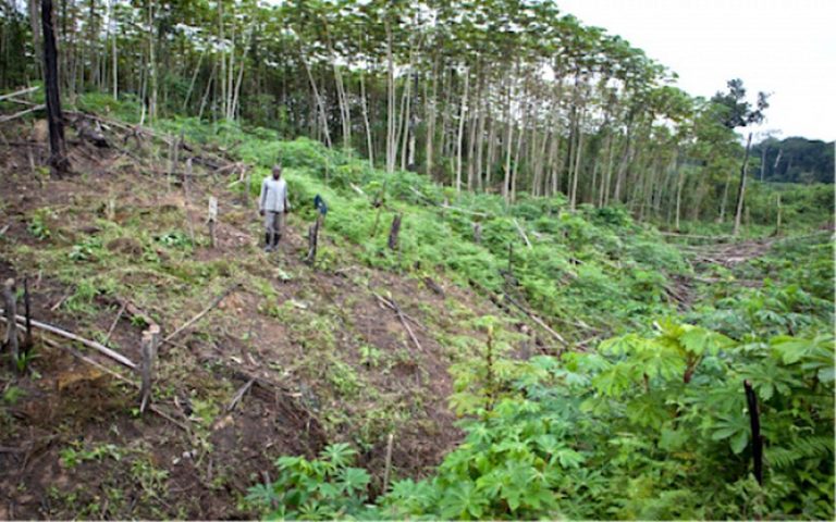 Afrique centrale : les facteurs de déforestation et de dégradation des forêts évalués