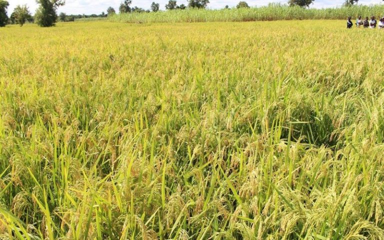 Bénin : un projet financé par la BAD permet une hausse significative des rendements agricoles et revenus des exploitants