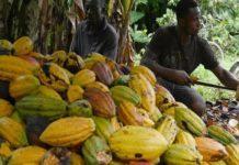 La pire récolte de cacao depuis 12 ans se dessine au Ghana