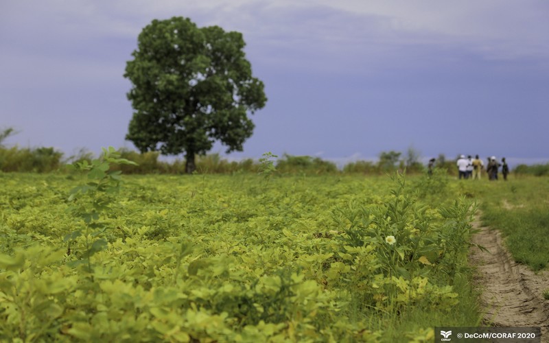 Le CORAF, l’UE et le FIDA lancent un projet pour renforcer la résilience des agriculteurs au climat