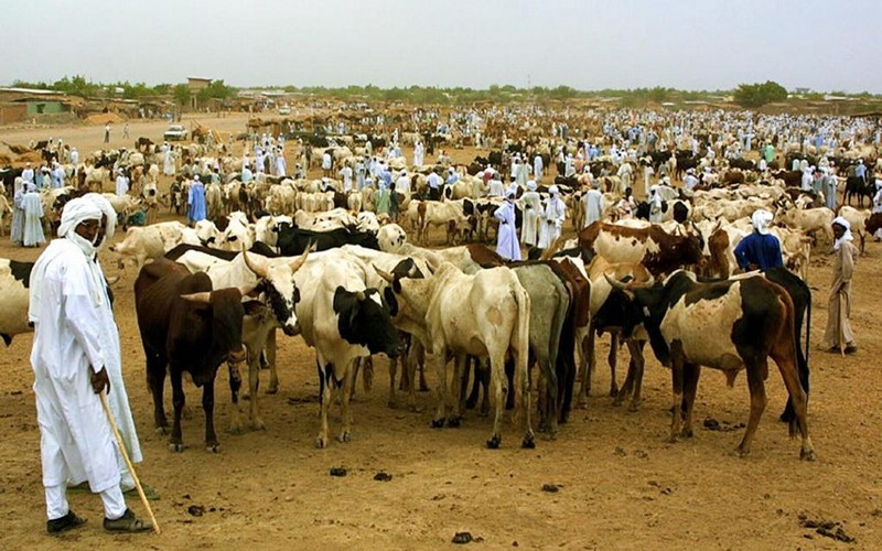 Les éleveurs Sénégalais sollicitent la prise en compte du code pastoral pour régler les problèmes du secteur de l’élevage