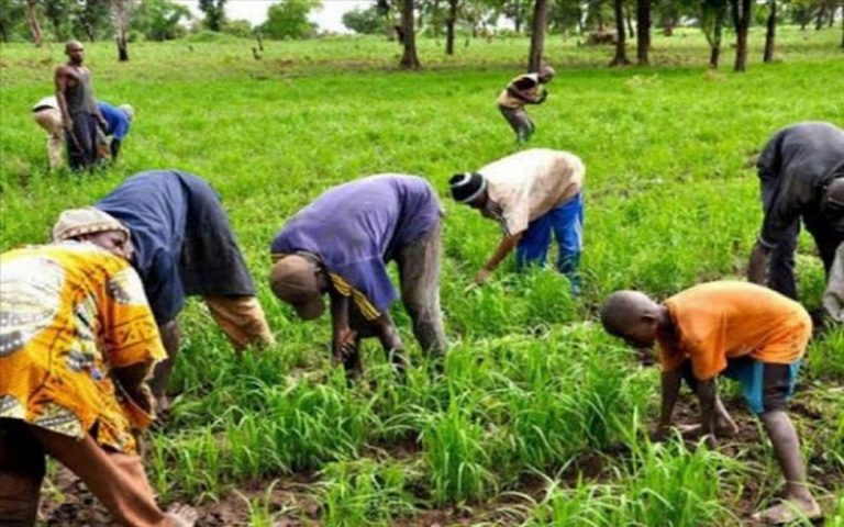 Les jeunes agriculteurs Sénégalais de la région de Louga sollicitent le soutien de l’Etat