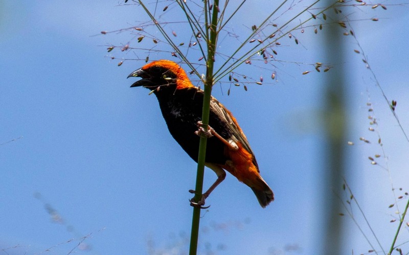 La COP15 biodiversité s’ouvre ce lundi à Kunming (Chine), un rendez-vous essentiel pour l’environnement
