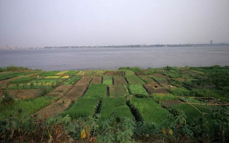 Promotion de l’économie verte : le Congo-Brazzaville abrite la Foire aux plants