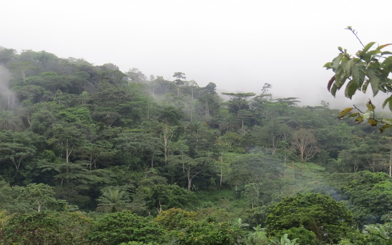 Protection de la biodiversité de la forêt d’Ebo : l’alternative d’une zone de non-accès