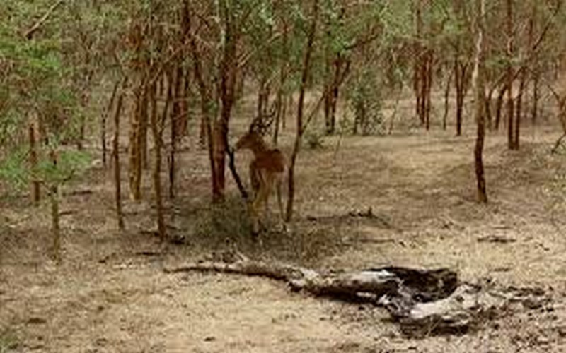 Sécurisation des parcs nationaux sénégalais : les écogardes à l’école des techniques de pilotage et d’analyse des données de drones