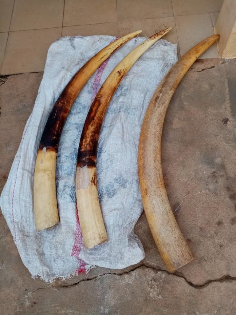 TOGO : formation des acteurs de la lutte contre le trafic illicite des espèces sauvages
