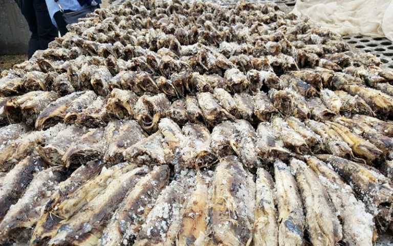 Un projet portuaire pourrait menacer le secteur de la pêche au Nigeria