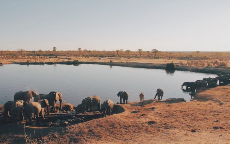 Une décision historique interdit l’exploitation minière dans les parcs nationaux du Zimbabwe