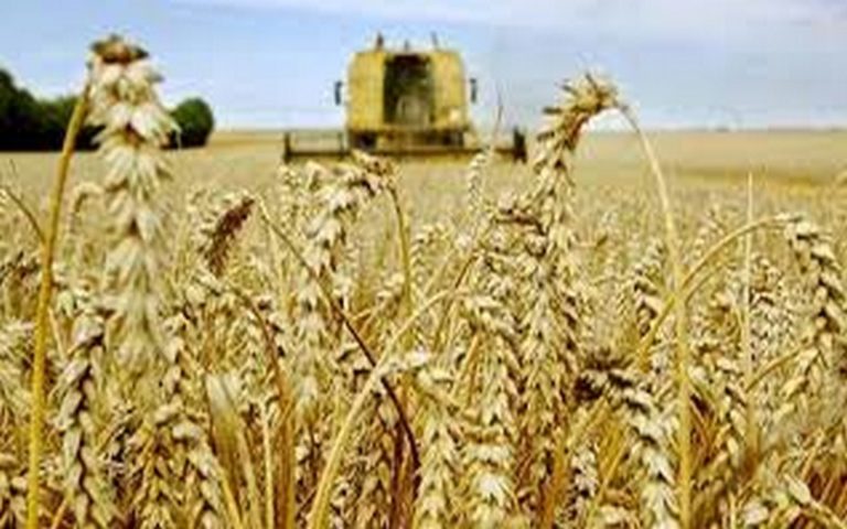 Une production de record blé attendue en Afrique du Sud pour la saison 2020/2021, selon le Crop Estimates Committee