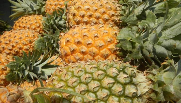Des chercheurs transforment les déchets d&rsquo;ananas en aérogels