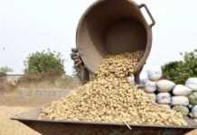 Récolte d’arachide au Sénégal 2024 : Les agriculteurs inquiets face à une production en baisse, l’État rassure sur les perspectives