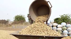 Récolte d’arachide au Sénégal 2024 : Les agriculteurs inquiets face à une production en baisse, l’État rassure sur les perspectives