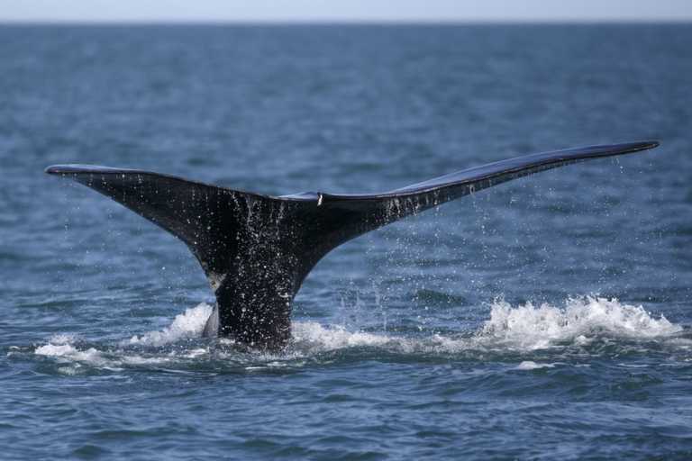 Les engins de pêche défavorisent  la reproduction des baleines noires
