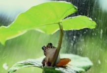 Certains groupes de vertébrés sont davantage concernés par l’extinction