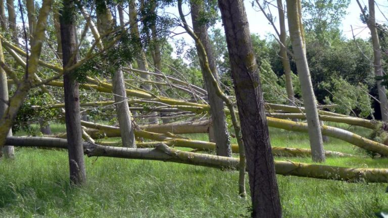 Planter des arbres : une solution non viable pour compenser nos émissions de CO2(Etude)