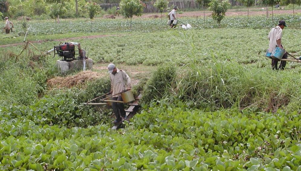Certains pesticides interdits en Europe sont vendus en Afrique