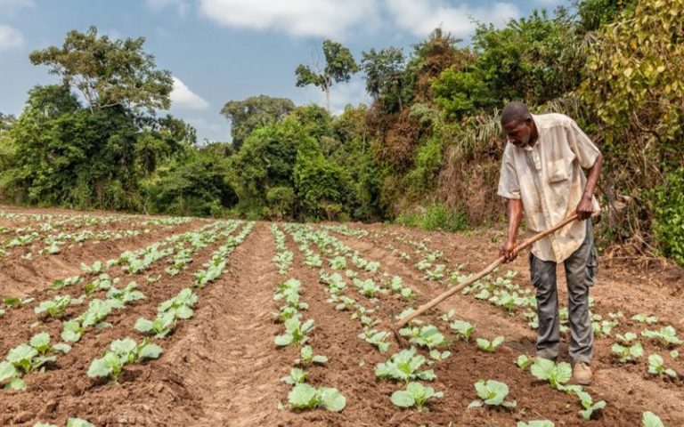 L’UE et l’Afrique renforcent leur coopération agroalimentaire malgré la pandémie de Covid-19
