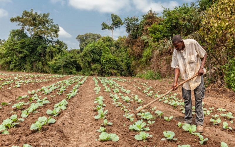 L’UE et l’Afrique renforcent leur coopération agroalimentaire malgré la pandémie de Covid-19